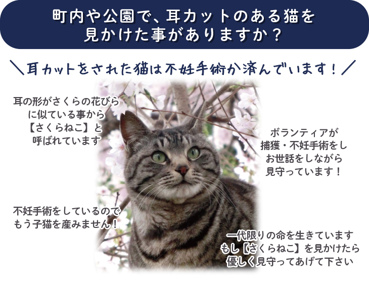 町内や公園で耳カットのある猫を見かけた事がありますか？