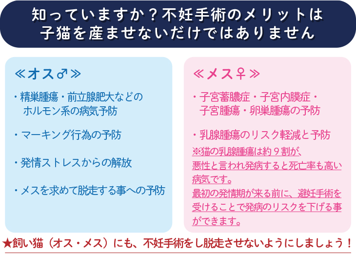 知っていますか？不妊手術のメリットは子猫を産ませないだけではありません